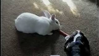 Rabbit and Dog Share Carrot  PetTube [upl. by Peednama]