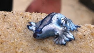 Glaucus atlanticus Blue Dragon  Cool creature found on beach in Gold coast Australia ORIGINAL [upl. by Aicaca]