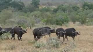 El inesperado final del ataque de dos leones a un búfalo [upl. by Ettelrahc]