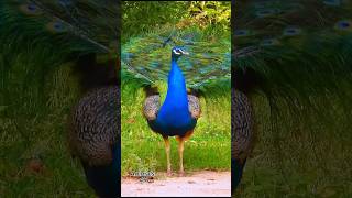 Peafowl bird  Peacock sound ❤️ 😍 💖 birds peacocksound [upl. by Monafo133]