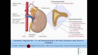 ACTH Cortisol Androgene Aldosteron 58 [upl. by Minnnie985]