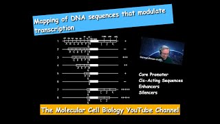 Mapping of DNA Sequences modulating transcription [upl. by Olin545]