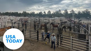 What we learned at the worlds largest outdoor rodeo  USA TODAY [upl. by Hercules245]