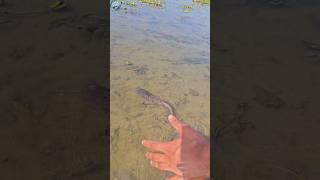 🐳How to Catch Fish with Hands In Hand Fishingpart08 shorts ikan channa ytshorts fish [upl. by Ardnusal500]