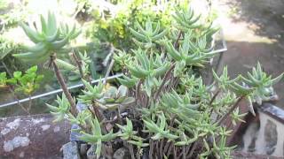 Crassula Tetragona crecida en cemento HD [upl. by Nagap]