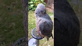 JUVENILE PEREGRINE TIERCEL [upl. by Conger]