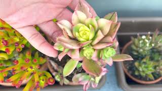 Aeonium haworthii pinwheel kiwi Succulent  Propagation  Part 1 [upl. by Brost309]