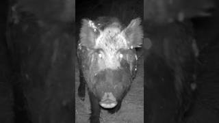 DOMUZ KAMERAYA BAKIYOR youtubeshorts keşfet wildlife domuz wildboar pig funny funnyanimals [upl. by Shimberg]