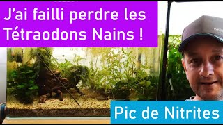 Pic de Nitrites en Aquarium comment le gérer [upl. by Haras]