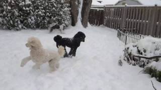 Standard Poodles playing in the Snow [upl. by Nutsud]