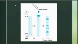 Isoelectric Focusing IEF [upl. by Aicertal]