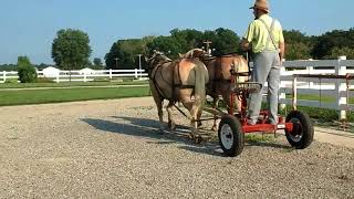 5 yr old Haflinger gelding team driving early August [upl. by Seagraves866]