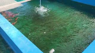 Maruyama Koi Farm  30102018 [upl. by Tabib]