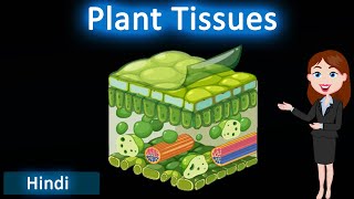 Plant tissue 3D animated explanation  class 9th amp 11th science  Tissue [upl. by Acsirp]