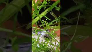 pygmy corydoras aquarium corydoras  freshwater breeding [upl. by Assele]