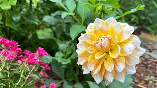 How to root Dahlia cuttings ￼ and a surprise guest ￼ [upl. by Kempe]