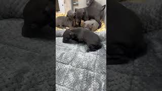 italian greyhound puppies 7 weeks [upl. by Inalel]