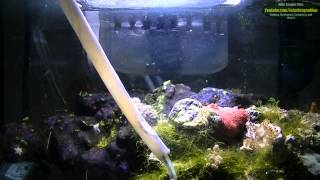 How to remove Aiptasia and Majano anemones the free and easy way [upl. by Nileve]