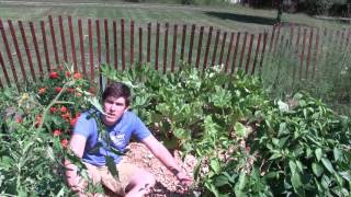 How to Grow Rhubarb  Complete Growing Guide [upl. by Adda]