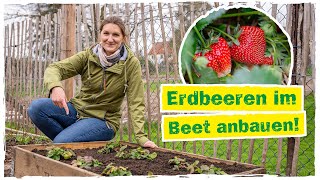 ERDBEEREN PFLANZEN So kannst du eigene leckere Erdbeeren pflücken 🍓 [upl. by Hillman440]