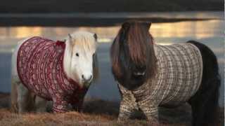 Shetland Ponies in Cardigans  VisitScotland [upl. by Riella]