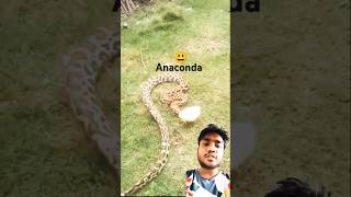 Anaconda saamp murgi ka baccha chauth Mata snake animals funny comedy comedymovies [upl. by Furlani]