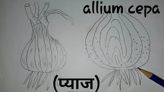 how to draw allium cepa onion diagram step by step allium cepa [upl. by Phelips]