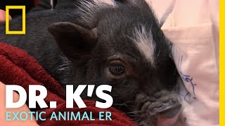 Squealers  Dr Ks Exotic Animal ER [upl. by Wera]