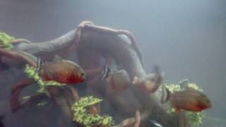 8 Red Bellied Piranhas Eat Large Goldfish amp 20 gallon update [upl. by Alithea]