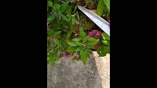 PENTAS Flowering plant [upl. by Neelie332]