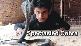 Spectacled CobraIndian Cobra Az information [upl. by Miksen]