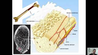 Aula Histologia Tecido Osseo [upl. by Lowrance]