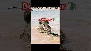 Gazelle crossing river full of croc 🐊 youtubeshorts shorts shortvideo trending [upl. by Ataliah]