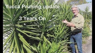 Yucca Pruning  3 years on [upl. by Kenward]