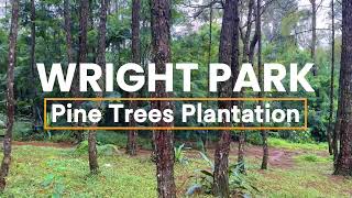 Pine Trees Plantation  Wright Park Baguio City [upl. by Trebleht645]