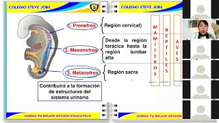 EXCRECIÓN EN ANIMALES INVERTEBRADOS Y VERTEBRADOS [upl. by Dibru]