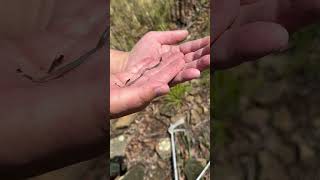 shorts oklahoma Flat Headed Snake Tantilla gracilis in Oklahoma [upl. by Nolyk]