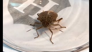 Two stink bugs in a jar [upl. by Airelav]