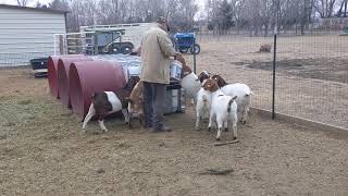 Feeding our boer goat does at Mulberry Creek Farm [upl. by Hamner431]