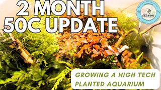 2Month Aquarium Setup amp Growth Guide  Filling Fertilizing Lighting amp Problem Solving [upl. by Serg619]