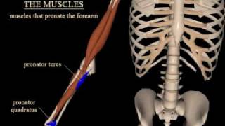 pronation and supination of the forearm [upl. by Aretahs]