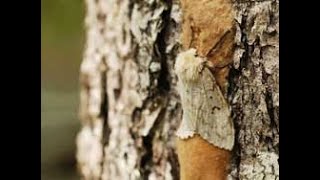 Help protect our trees from Gypsy Moths [upl. by Stephens]