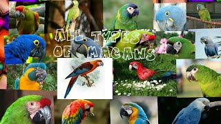 All 18 types of macaw parrot in the world [upl. by Lemrac]