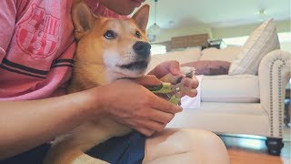 the CALMEST Shiba Inu getting Nails Clipped [upl. by Rosel]