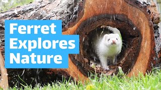 Ferret Playing Outside  Ferret ASMR [upl. by Hussein]