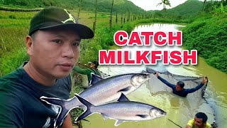 CATCH MILKFISH IN FRESH WATER  BANGUS HARVESTING IN FISH POND [upl. by Trik61]