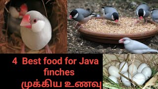 Best food for java finches Breedingjava sparrow foodfinches birds Tamil [upl. by Drisko]