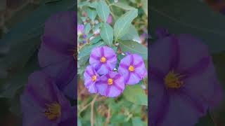 Ruellia Tuberosa amp Lycianthes Rantonnetii purpleflower ruellia Lycianthes [upl. by Nosnor]