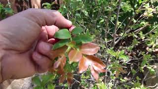 Jaboticaba fruit trees in California will they make it [upl. by Enytnoel]