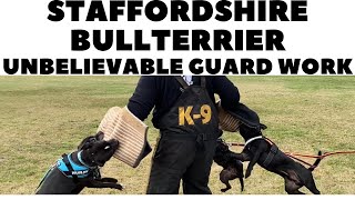 Staffordshire Bullterrier unbelievable guard work DogCastTV [upl. by Ayoral]